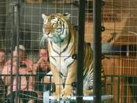 Big Cat Habitat: A Beautiful Cat Sanctuary in Sarasota - Top Ten Travel List