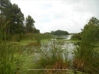 Lettuce Lake Park: Walking Amongst Florida Swamps - Top Ten Travel List