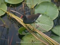 Great Summertime Fun: Eagle Lake Park in Suburban Tampa - Top Ten Travel List
