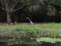 Sawgrass Lake Park: A Quiet, Shady Escape in St. Petersburg, Florida - Top Ten Travel List