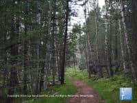 An Easy Walk Through Towering Aspen Trees on Flagstaff’s Picturesque Veit Springs Loop - Top Ten Travel List