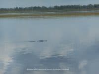 Seeing Alligators in Sarasota, Florida - Top Ten Travel List