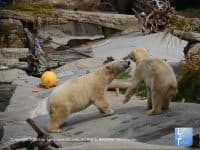 Attraction of the Week: The San Diego Zoo - Top Ten Travel List