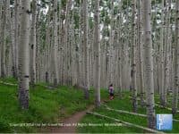 Hiking Hotspot: Flagstaff’s Incredible Inner Basin Trail - Top Ten Travel List