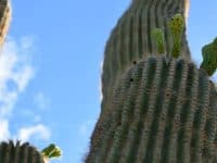 19 Things to do in Phoenix When It’s Too Hot! - Top Ten Travel List