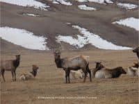 The National Elk Refuge in Jackson Hole, Wyoming - Top Ten Travel List