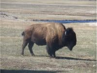 Yellowstone National Park: A Photo Tour through the World’s 1st National Park - Top Ten Travel List