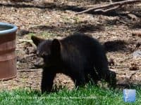 A Drive Through Beautiful Bearizona Wildlife Park - Top Ten Travel List