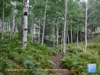 Hiking the San Francisco Peaks: Flagstaff’s Aspen Nature Loop - Top Ten Travel List