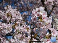The National Cherry Blossom Festival in Washington, D.C. - Top Ten Travel List