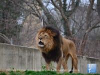 Attraction of the Week: Smithsonian National Zoo - Top Ten Travel List