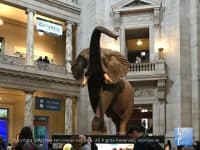 Attraction of the Week: The Smithsonian National Museum of Natural History - Top Ten Travel List
