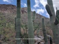 Hiking Hotspot: Pima Canyon in the Catalina Foothills - Top Ten Travel List