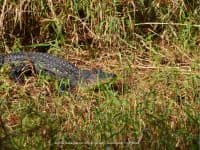 Circle B Bar Reserve: A Frightening Walk Down Alligator Alley - Top Ten Travel List