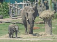 A Hot Summer Afternoon at Zoo Tampa - Top Ten Travel List