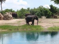 Attraction of the Week: Disney’s Animal Kingdom - Top Ten Travel List