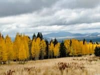 A Relaxing, Colorful Fall Stroll Along the Aspen Nature Loop - Top Ten Travel List