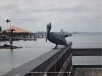6 Must-dos in Dunedin, Florida - Top Ten Travel List