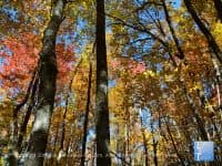 12 great leaf peeping destinations in the Carolinas - Top Ten Travel List
