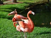 Sarasota Jungle Gardens: A Tropical Oasis on the Gulf Coast - Top Ten Travel List