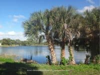 Oscar Scherer State Park: A Relaxing Break on Florida’s Southwest Coast - Top Ten Travel List