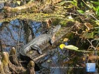 Attraction of the Week: Corkscrew Swamp Sanctuary - Top Ten Travel List