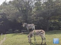 Attraction of the Week: Cleveland Metroparks Zoo - Top Ten Travel List