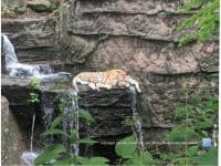 Attraction of the Week: The Pittsburgh Zoo & PPG Aquarium - Top Ten Travel List