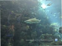 A Must-See in Downtown Tampa: The Beautiful Florida Aquarium - Top Ten Travel List