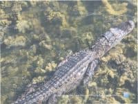 An Alligator Watching Hotspot in Tarpon Springs, Florida - Top Ten Travel List