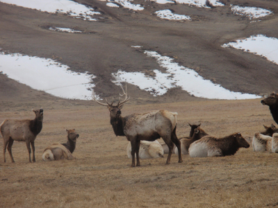 Winter Fun in Jackson Hole: The National Elk Refuge, Grand Tetons, & Moose Sightings! - Top Ten Travel List