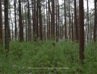 A Winter Walk Through Great Neck Wildlife Sanctuary - Top Ten Travel List