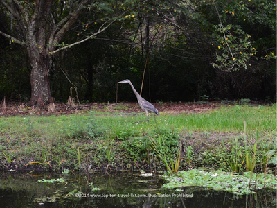 Sawgrass Lake Park: A Quiet, Shady Escape in St. Petersburg, Florida - Top Ten Travel List