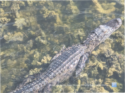 An Alligator Watching Hotspot in Tarpon Springs, Florida - Top Ten Travel List