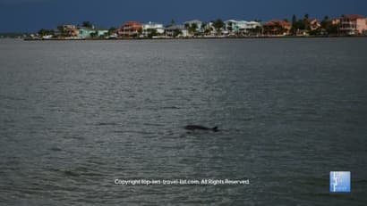 Dolphin Watching in Madeira Beach, Florida - Top Ten Travel List