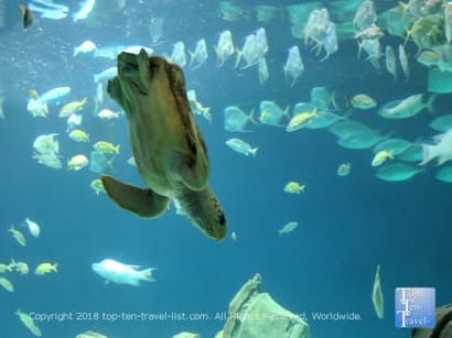 Visiting the Country’s Newest Aquarium: The OdySea in Scottsdale, AZ - Top Ten Travel List