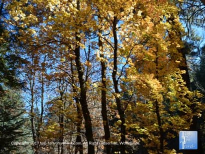 Leaf Peeping Near Tucson: Fall Color on Mt. Lemmon - Top Ten Travel List