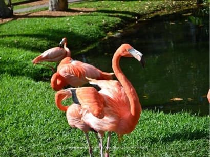Sarasota Jungle Gardens: A Tropical Oasis on the Gulf Coast - Top Ten Travel List