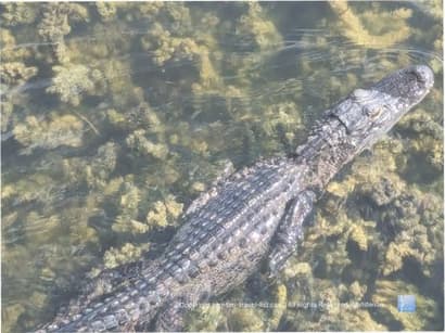 An Alligator Watching Hotspot in Tarpon Springs, Florida - Top Ten Travel List