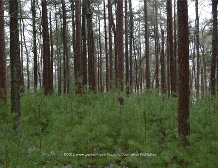 A Winter Walk Through Great Neck Wildlife Sanctuary - Top Ten Travel List