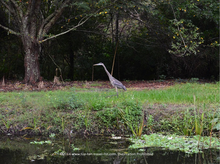 Sawgrass Lake Park: A Quiet, Shady Escape in St. Petersburg, Florida - Top Ten Travel List