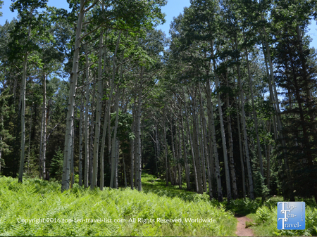 A Picturesque High Altitude Stroll Along Northern Arizona’s Kachina Trail - Top Ten Travel List