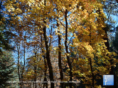 Leaf Peeping Near Tucson: Fall Color on Mt. Lemmon - Top Ten Travel List